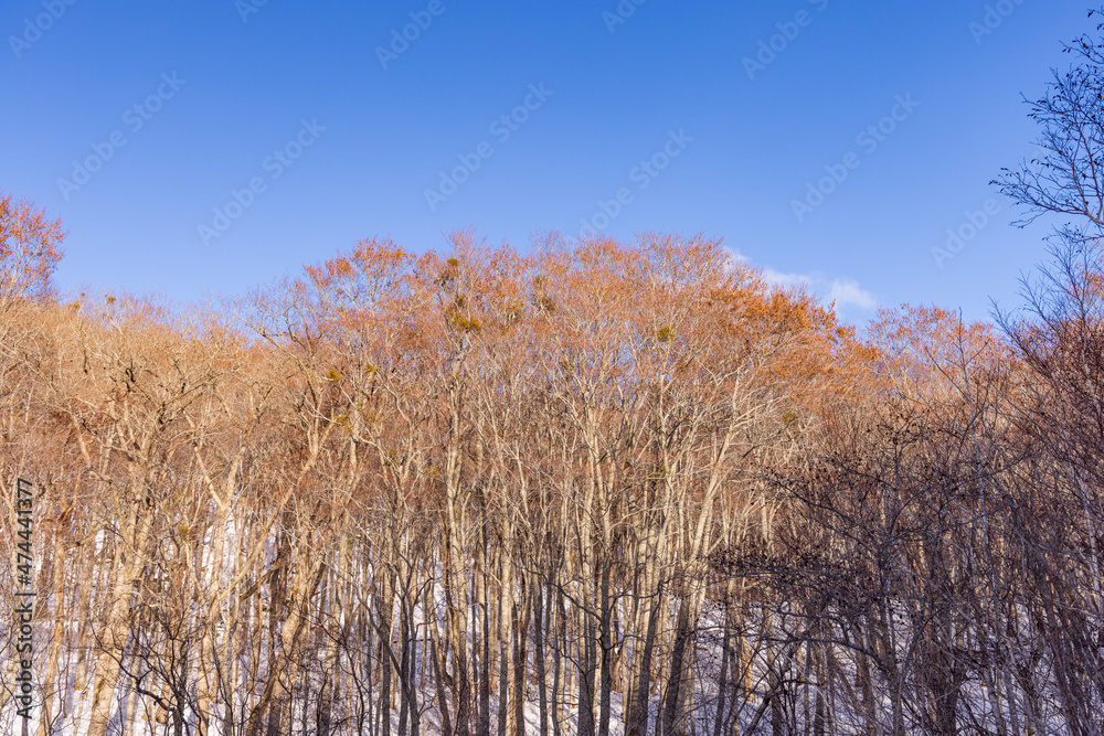 Towada in early winter