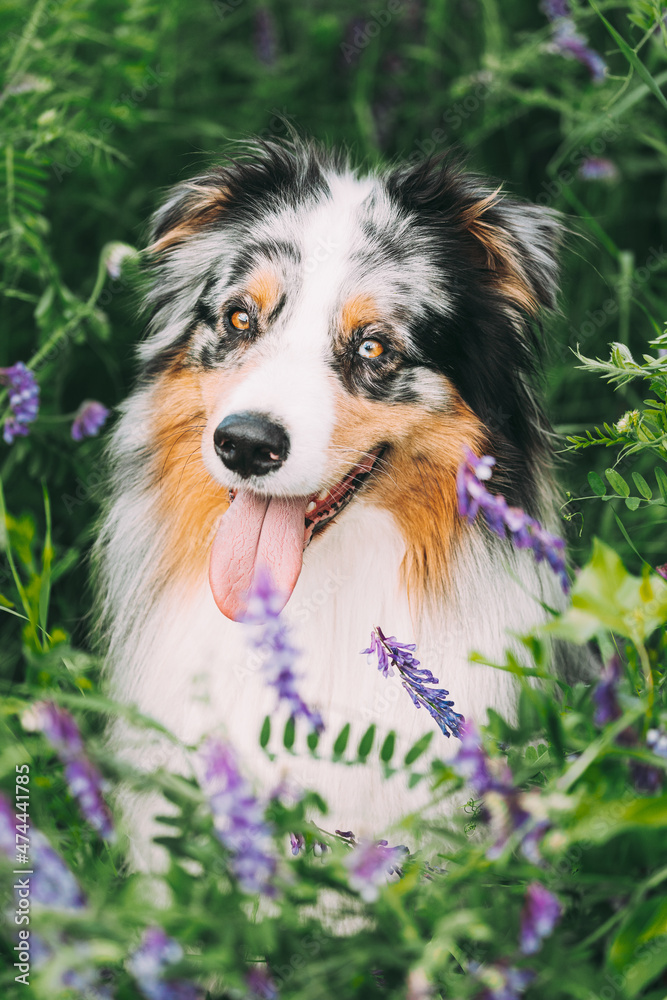 Funny Red And White Australian Shepherd Dog Sitting In Green Grass With Purple Blooming Flowers. Aussie Is A Medium-sized Breed Of Dog That Was Developed On Ranches In The Western United States Funny Red And White Australian Shepherd Dog Sitting In Green Grass With Purple Blooming Flowers. Aussie Is A Medium-sized Breed Of Dog That Was Developed On Ranches In The Western United States