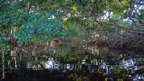 Kayaking into mangrove forest on Coot Bay in Everglades National Park, Florida on sunny winter afternoon.