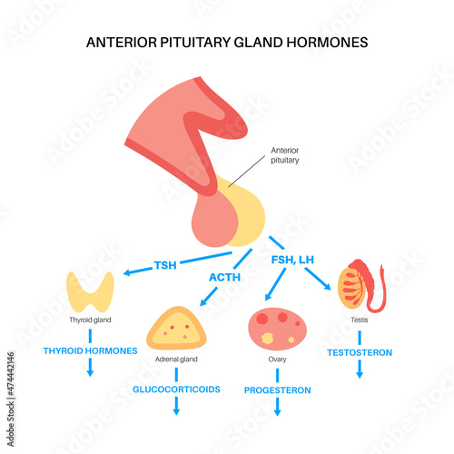 Pituitary gland hormones