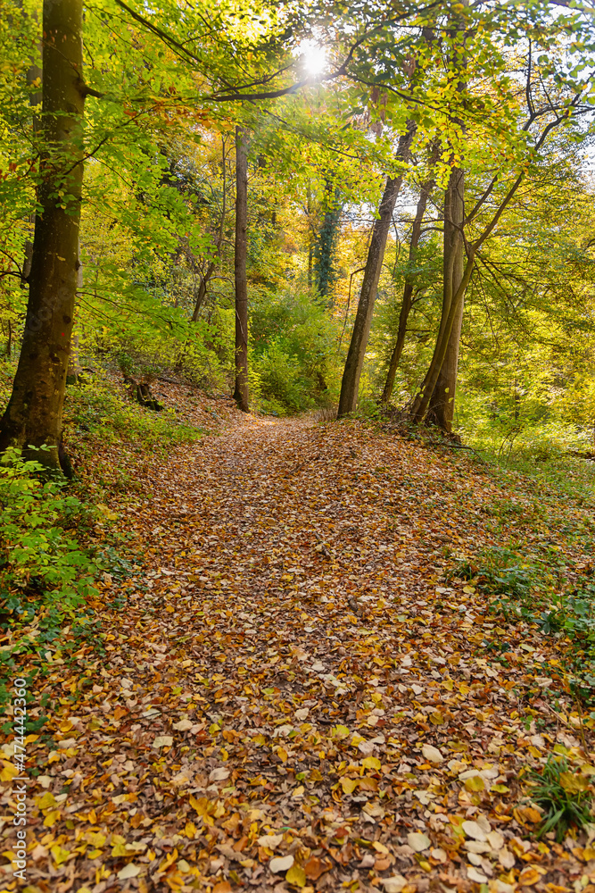 Autmn leaves with sunbeams passing trough. Autumn on Fruska gora, a beautiful forest in Serbia and Vojvodina.