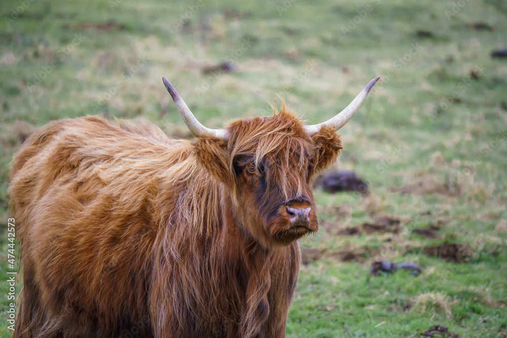 close up head and shoulder profile of a red scottish highland cow (Bò Ghàidhealach; Hielan coo) with full horns close up head and shoulder profile of a red scottish highland cow (Bò Ghàidhealach; Hielan coo) with full horns