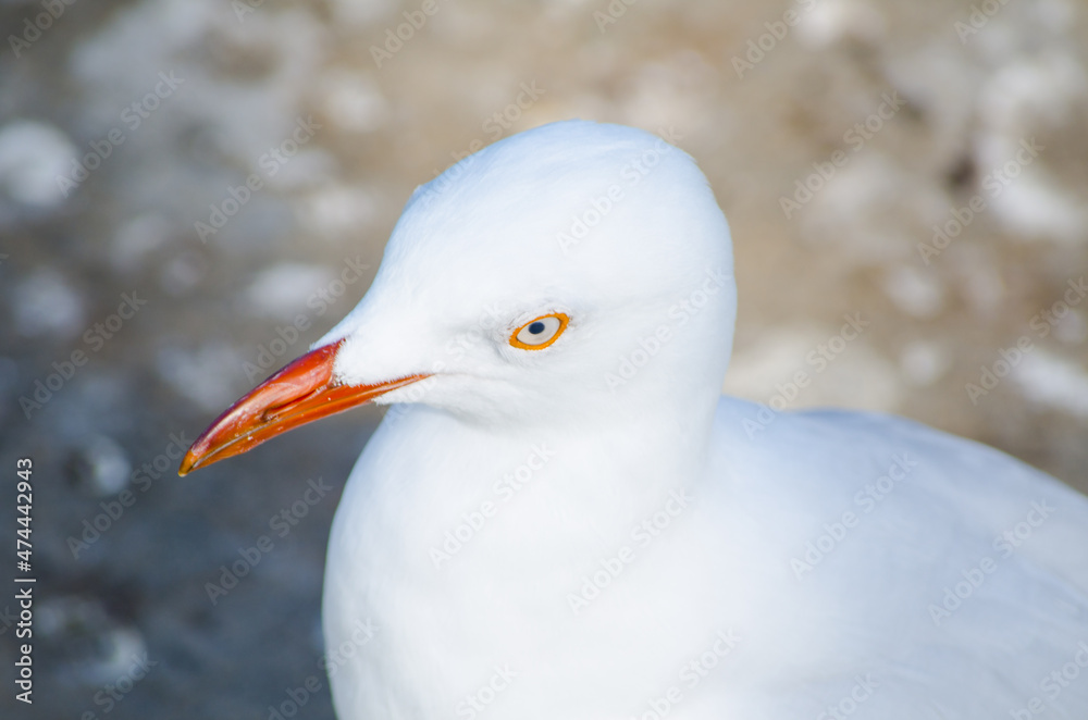 Close up white Silver cute seagull bird in Australia.
Close up white Silver cute seagull bird in Australia.