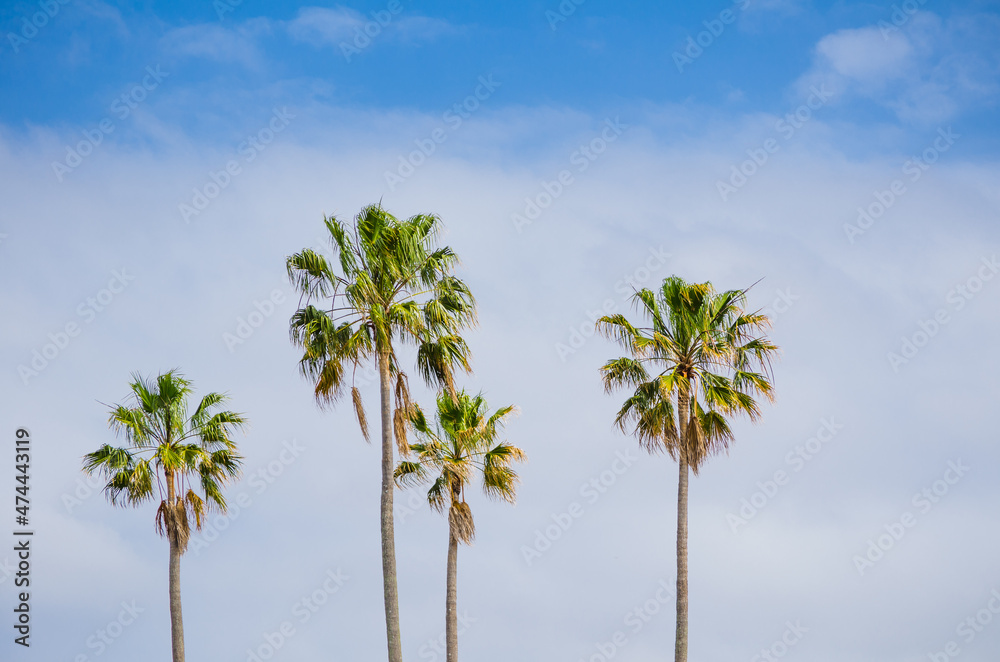 Obraz premium Two palm trees standing against the wind with blue sky in the background.