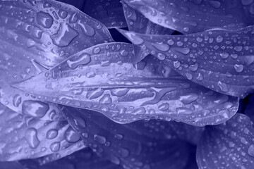 Crédence de cuisine Pantone 2022 very peri Top view photography of the glossy leafs with rain drops,colored in trendy 2022 color.  © Bidzilya