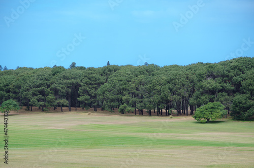 Fotografie Greenfield with evergreen forest and beautiful blue sky day at Centennial Park, Sydney, Australia