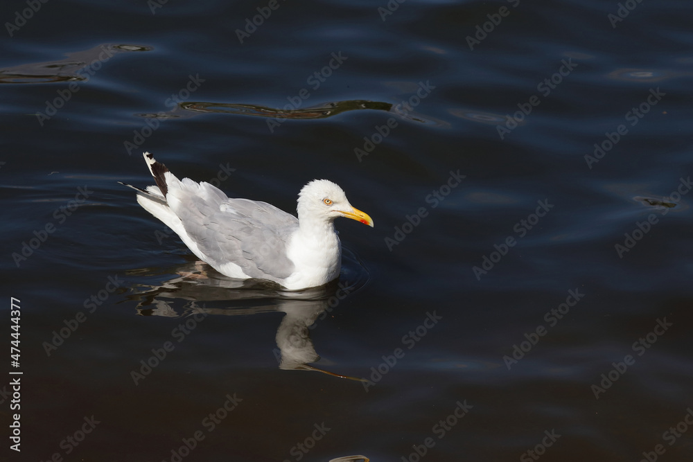Silbermöwe / European herring gull / Larus argentatus Silbermöwe / European herring gull / Larus argentatus