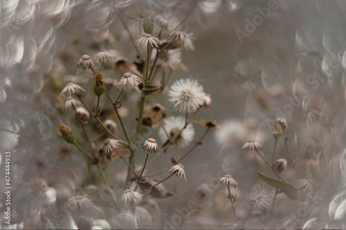 beautiful little delicate autumn yellow  flowers in the garden on a background with bokeh