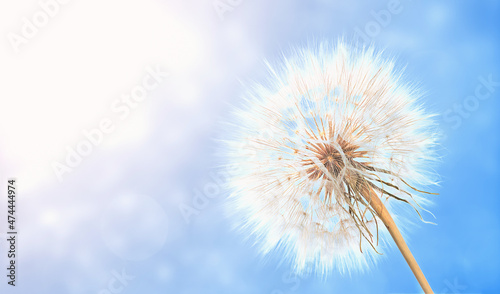 Beautiful flower dandelion seed macro in nature.