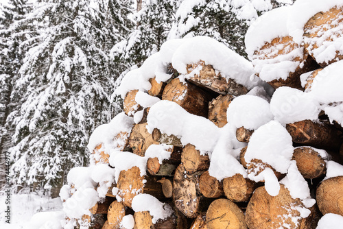 Stack of wooden logs in winter snow with forest background photo