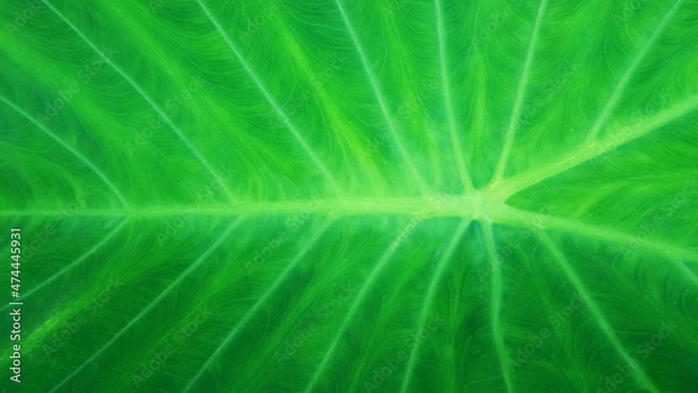 Bon leaf texture Light green with natural white streaks for backgrounds or other art and design illustrations. Bon leaf texture Light green with natural white streaks for backgrounds or other art and design illustrations.
