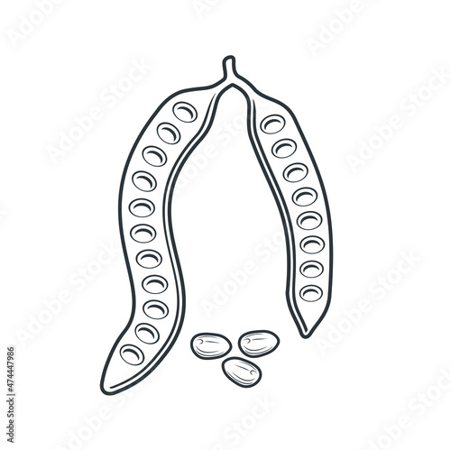 petai or parkia speciosa is a plant that lives in western Indonesia, its seeds are useful for flavoring dishes. Vector art.