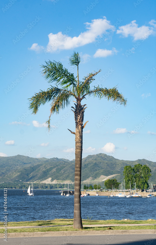 PALM TREES WITH WIND OVER A LAKE ON THE SHORES