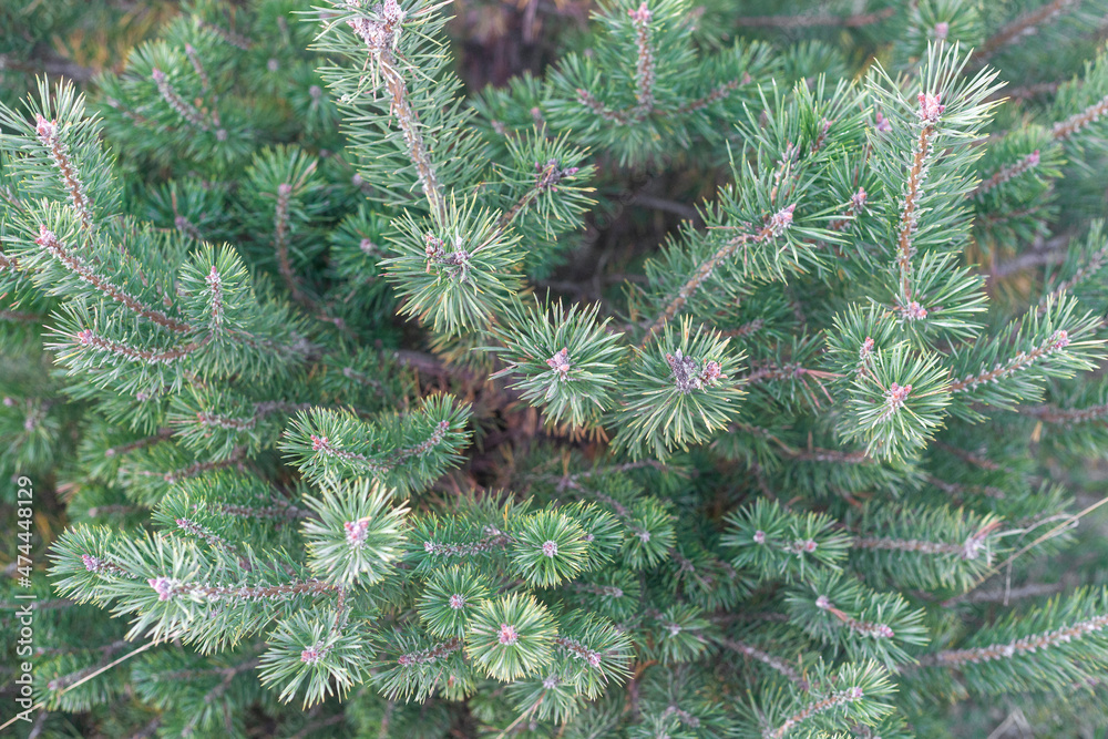 New Year tree background, firtree in a forest New Year tree background, firtree in a forest