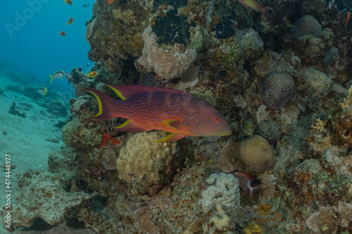 Fish swim in the Red Sea, colorful fish, Eilat Israel 