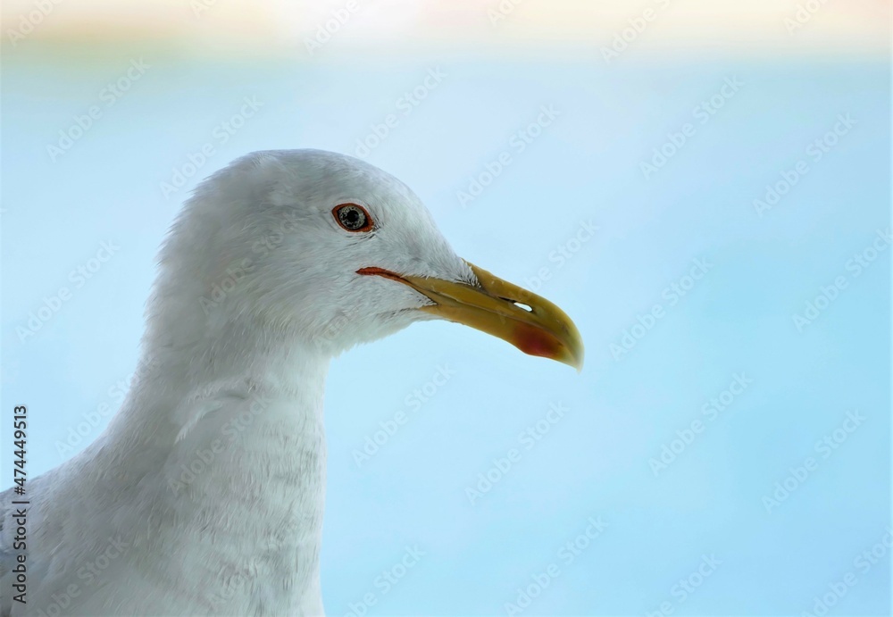 Portrait of beautiful seagull close details Portrait of beautiful seagull close details