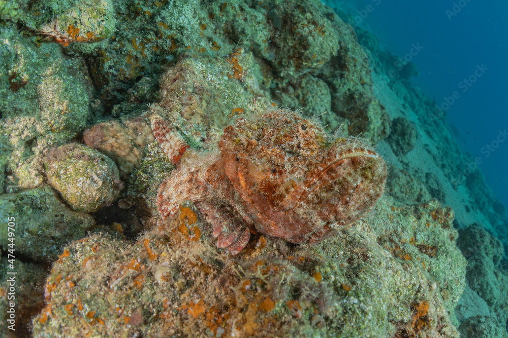 Fish swim in the Red Sea, colorful fish, Eilat Israel
Fish swim in the Red Sea, colorful fish, Eilat Israel