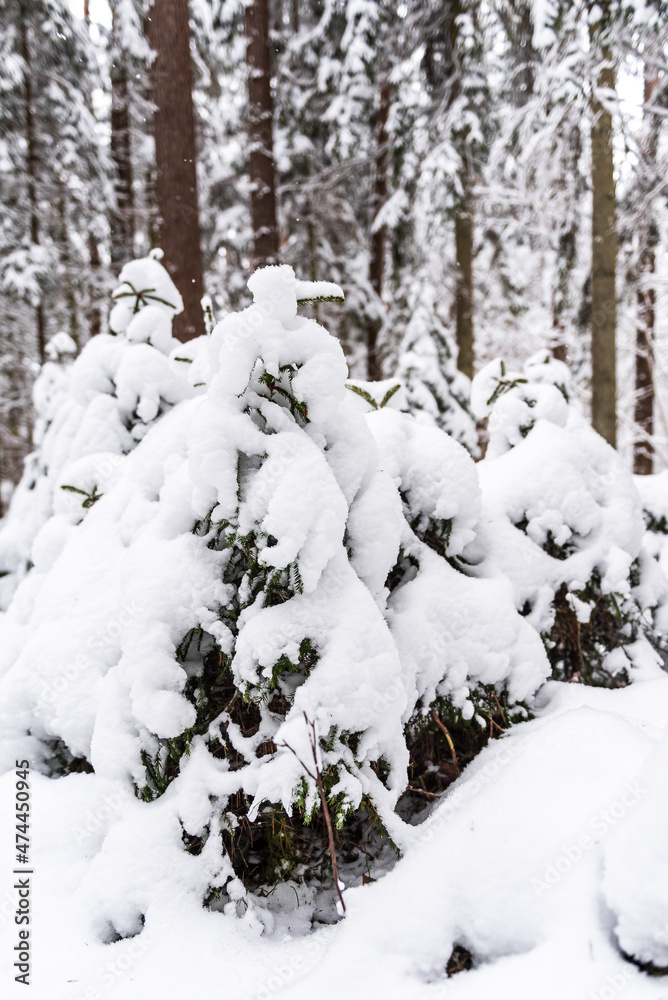 Many small spruces is covered with snow in the forest on a winter day