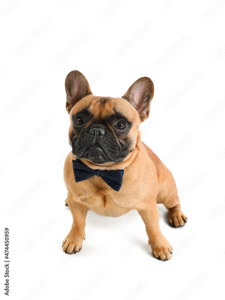 Cute French bulldog with bowtie on white background Cute French bulldog with bowtie on white background