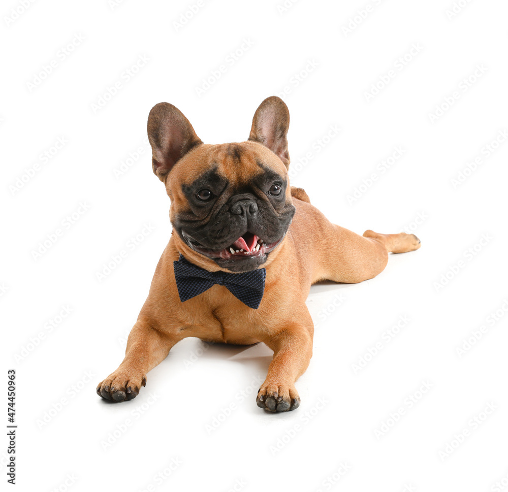 Obraz premium Cute French bulldog with bowtie on white background
