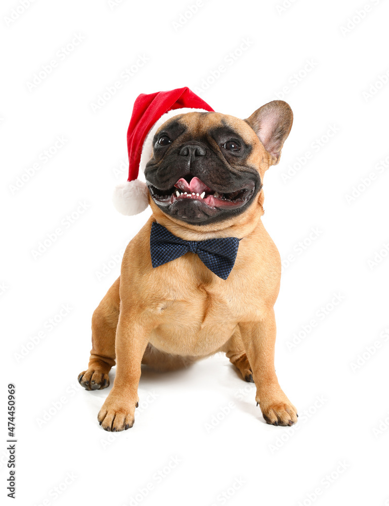 Cute French bulldog in Santa hat on white background