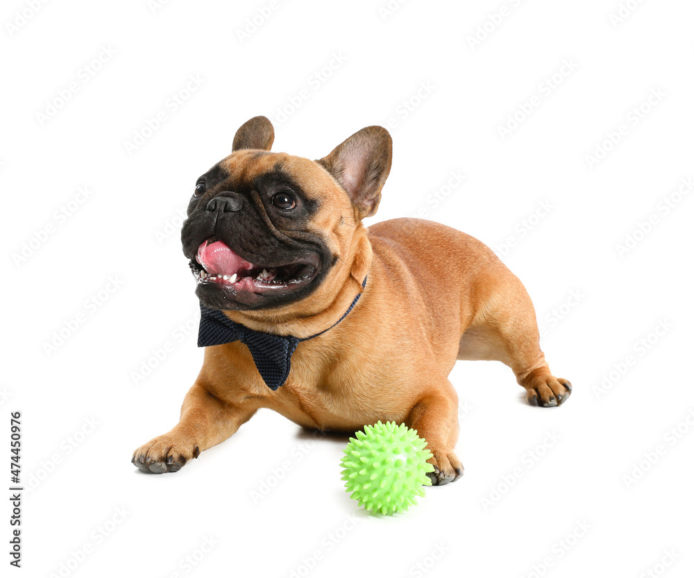 Cute French bulldog with toy ball on white background