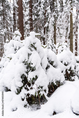 Many small spruces is covered with snow in the forest on a winter day © Bargais