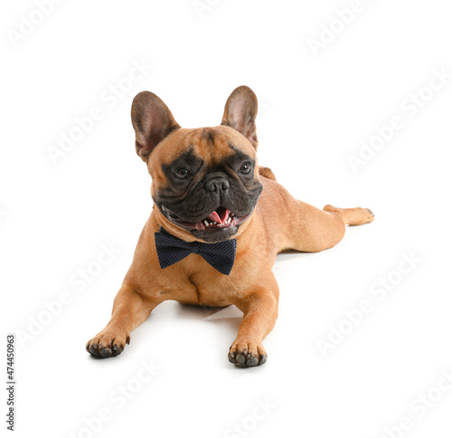 Cute French bulldog with bowtie on white background