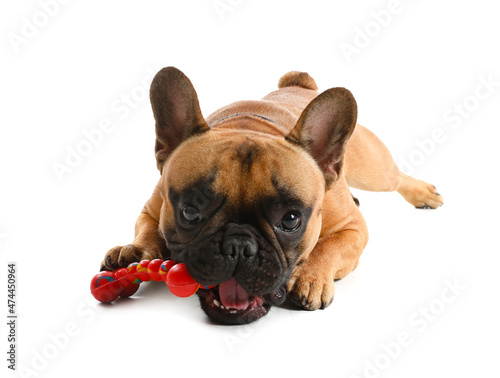 Cute French bulldog with toy on white background © Pixel-Shot