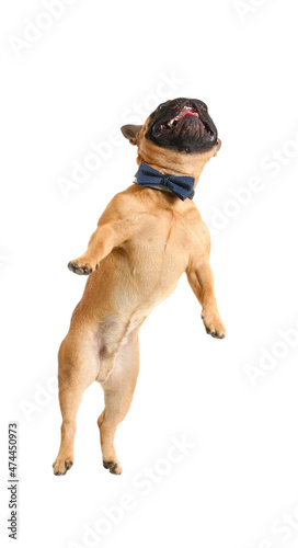 Cute jumping French bulldog on white background