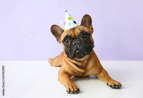 Cute French bulldog in party cone on color background © Pixel-Shot