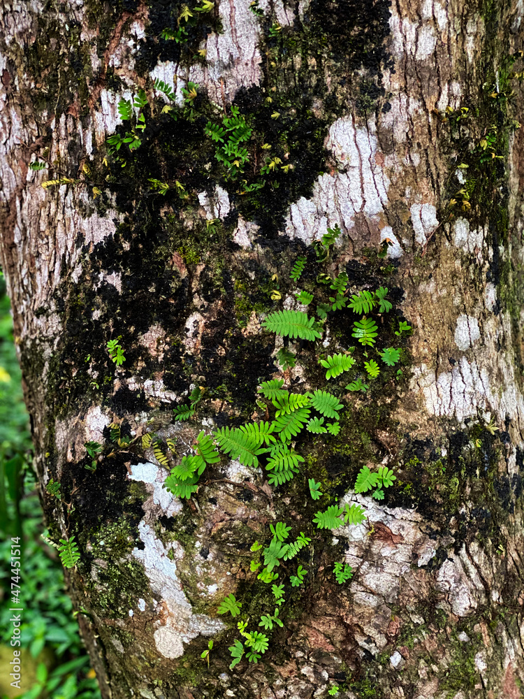tree wood trunk texture, close-up tree wood trunk texture, close-up