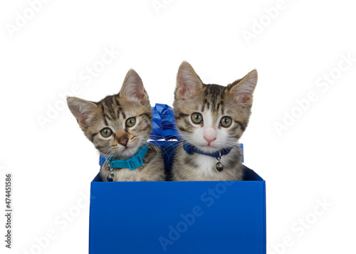 Close up of two tabby kittens wearing collars with bells, peeking out of a dark blue box looking directly at viewer. Isolated in white.