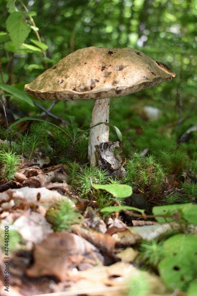 mushroom in the forest mushroom in the forest
