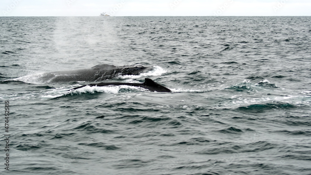 Obraz premium Humpback whales in Machalilla National Park, off the coast of Puerto Lopez, Ecuador