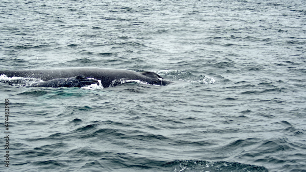 Obraz premium Blow hole of a humpback whale in Machalilla National Park, off the coast of Puerto Lopez, Ecuador