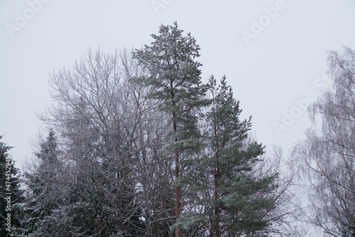 snow covered trees