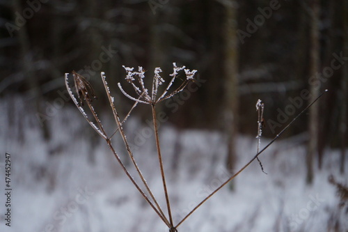 frost on the branches