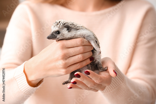 Woman holding cute hedgehog...