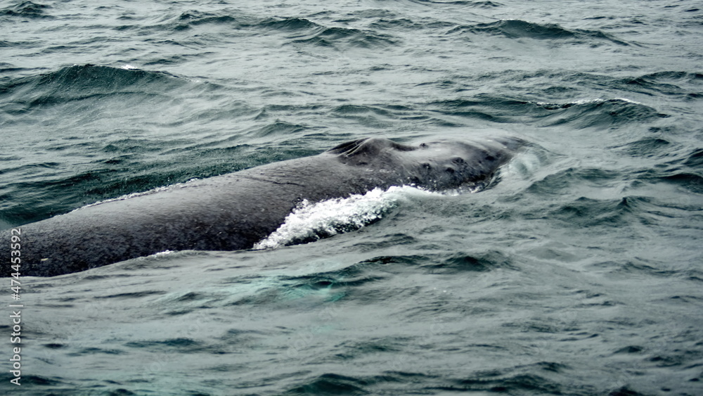 Fototapeta premium Blow hole of a humpback whale in Machalilla National Park, off the coast of Puerto Lopez, Ecuador
