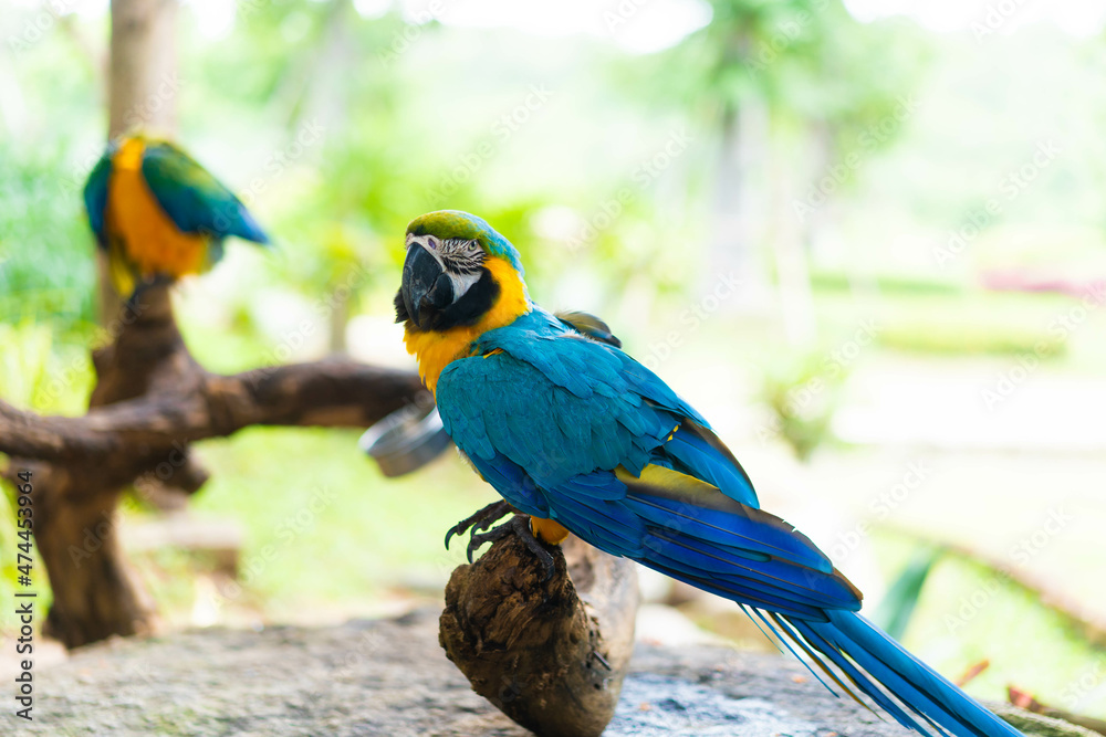Blue-and-yellow macaw.Parrot bird in brazil.close up macaw blue and gold in rio de janeiro.Amazon animal in nature on tree.Colorful exotic wildlife bird in jungle in brazil.Colorful parrot tropical.