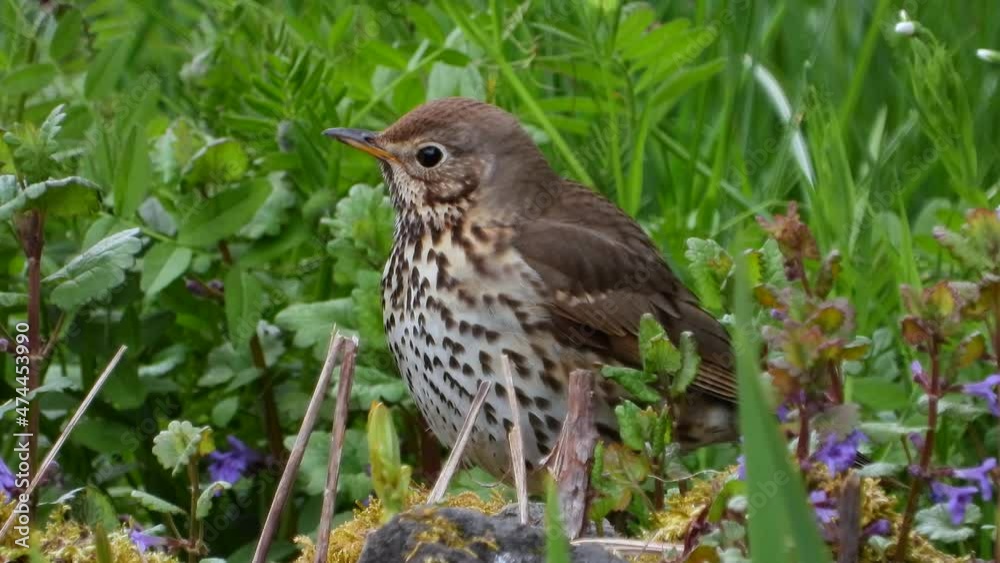 Singdrossel (Turdus philomelos) Singdrossel (Turdus philomelos)