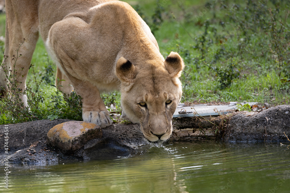 Lioness Drinking Water