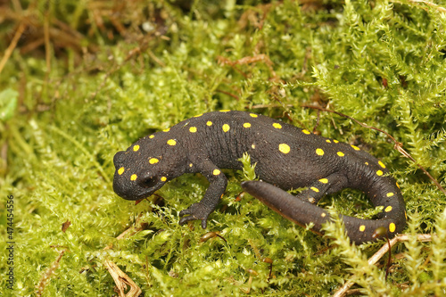 Closeup on a colorful, rare, endangered terrestrial adult Anatolian spotted newt, Neurergus strauchii