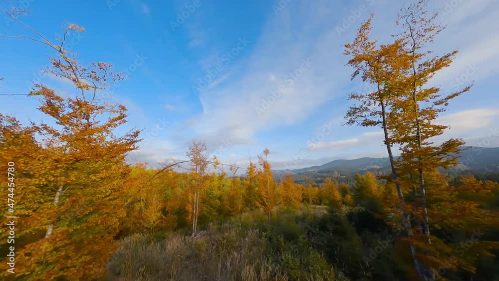 Aerial view of a bright autumn forest on the slopes of the mountains at sunrise. Colorful panorama of the Carpathian mountains in autumn. Flying close to the branches of the trees Aerial view of a bright autumn forest on the slopes of the mountains at sunrise. Colorful panorama of the Carpathian mountains in autumn. Flying close to the branches of the trees