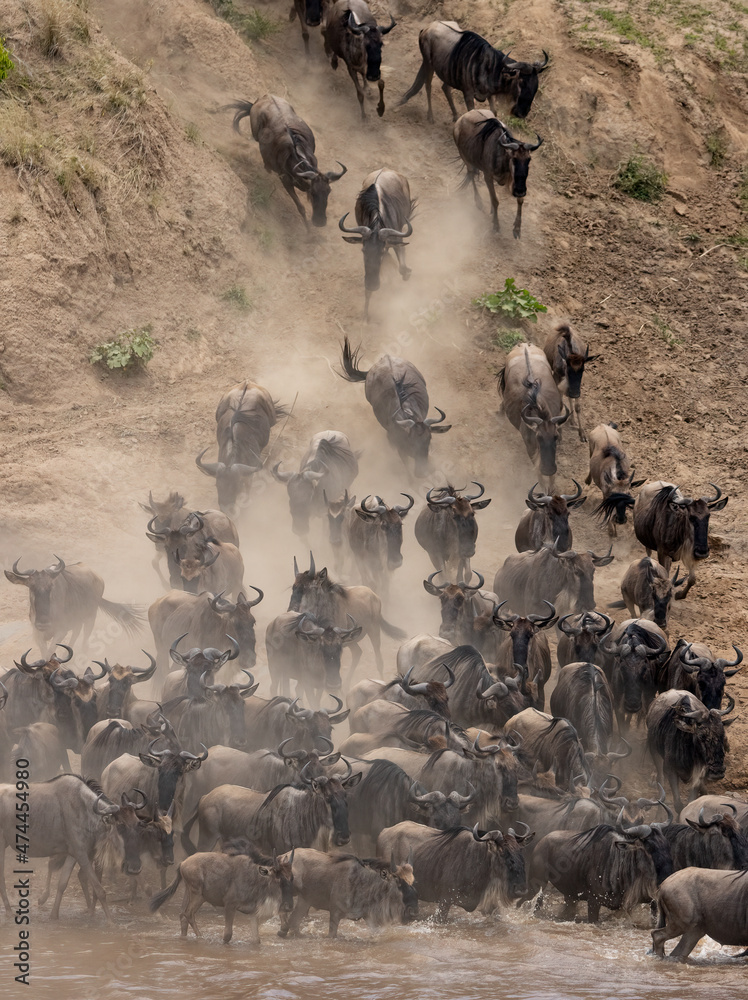 Obraz premium The Great Wildebeest Migration in the Maasai Mara, Africa 