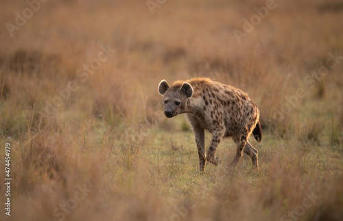 Hyena in the Maasai Mara  Africa 