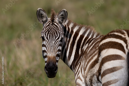 Zebra in the Maasai Mara  Africa 