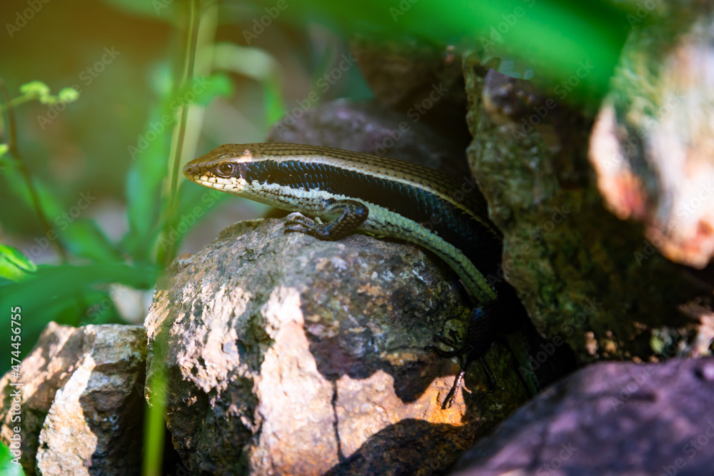 Skink hiding in the crevices of rocks, the life of reptiles Skink hiding in the crevices of rocks, the life of reptiles