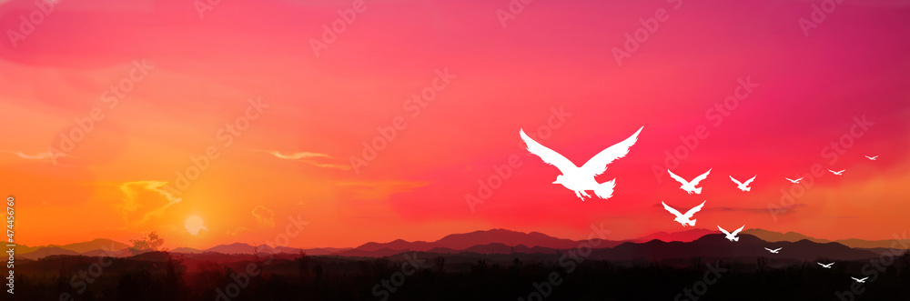 White bird flying gracefully, on sunset background, freedom life concept.